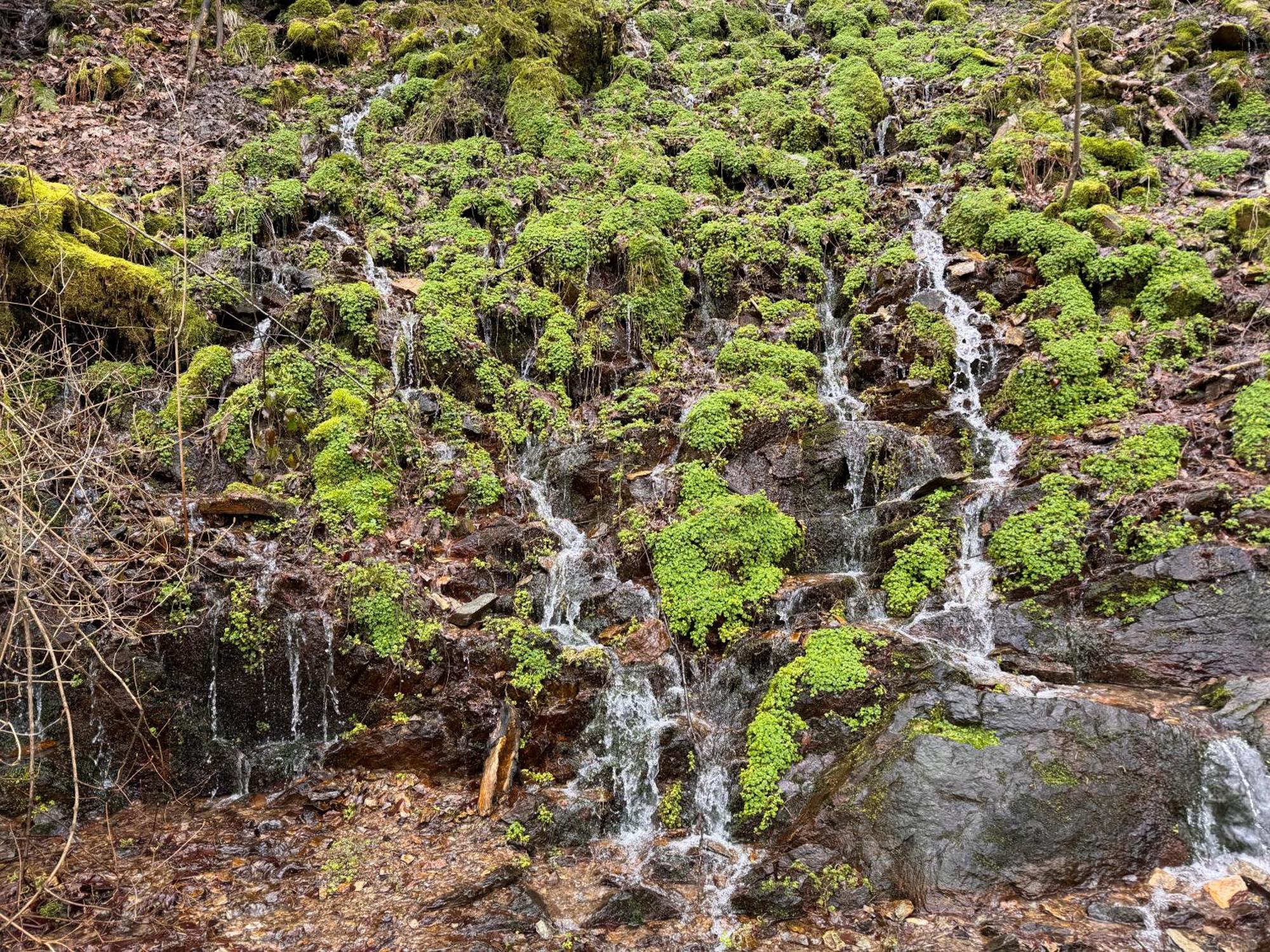 Le Dragon - Gite Accueillant Malmedy Bagian luar foto